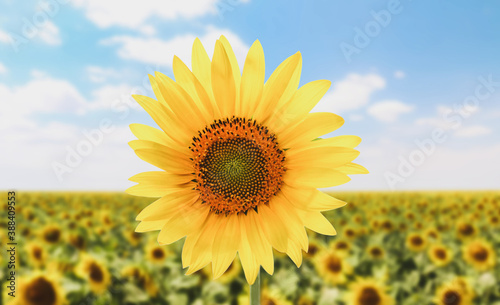 Beautiful sunflower in field under blue sky