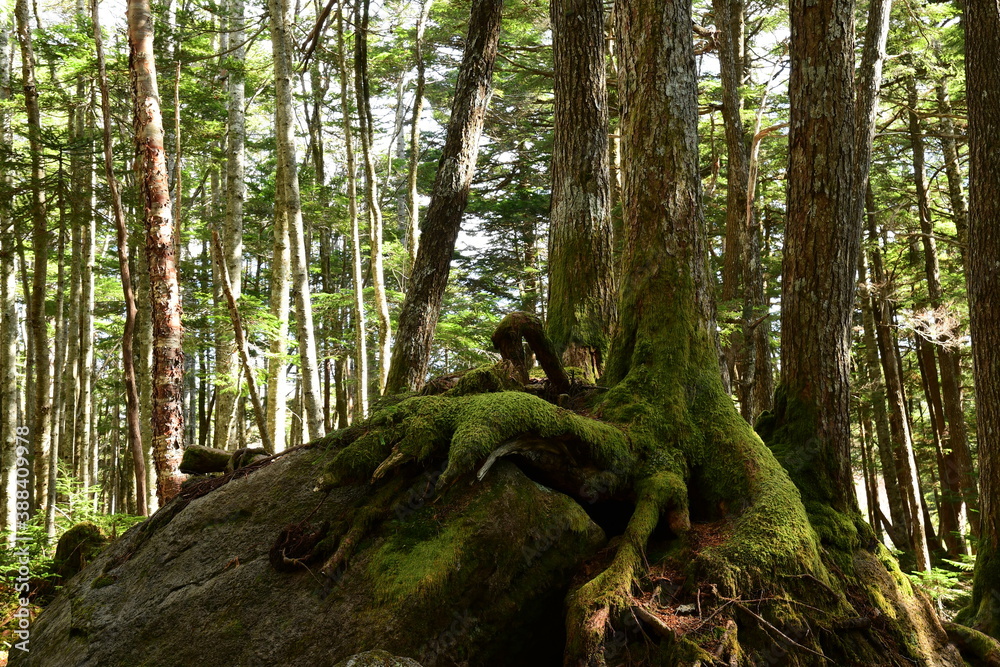 Fototapeta premium Moss covered trees in green forest