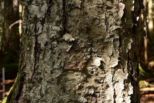 Fototapeta Naklejka Na Ścianę i Meble -  Closeup view of birch bark