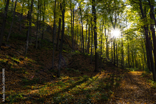 Fototapeta Naklejka Na Ścianę i Meble -  footpath in the forest