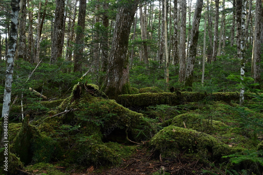 Moss covered trees in green forest Moss covered trees in green forest