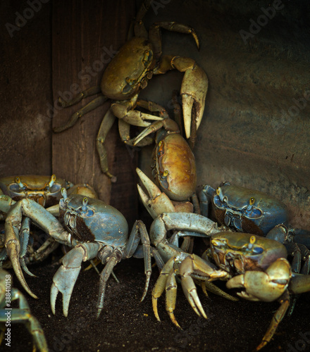 cangrejo crustacean