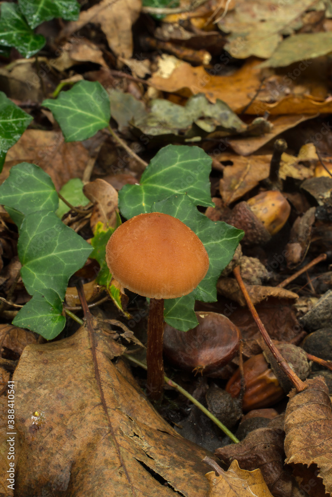 The deceiver mushroom or the Laccaria laccata growing in oak forest.
The deceiver mushroom or the Laccaria laccata growing in oak forest.