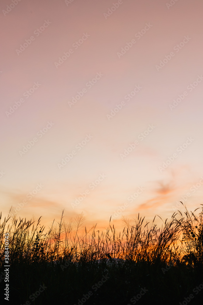 silhouette of grass on orange sky background in sunset