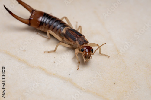 Adult Shore Earwig photo