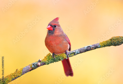 Northern Cardinal perching on a branch with a smooth background