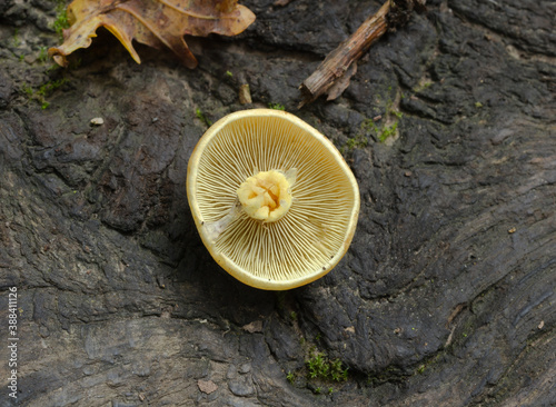 The gills of the sulphur tuft or hypholoma with stem removed.
 photo