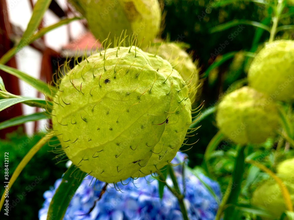 Beautiful inflated green plant similar to a balloon of scientific name Asclepias physocarpa Beautiful inflated green plant similar to a balloon of scientific name Asclepias physocarpa