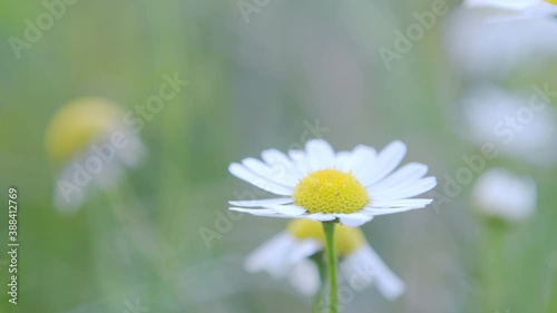 Flower meadow with white beautiful flowers. photo