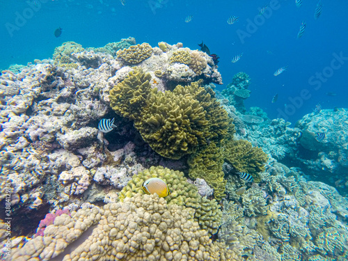 Fototapeta Naklejka Na Ścianę i Meble -  Great Barrier Reef