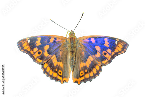 Butterfly (Apatura substituta)