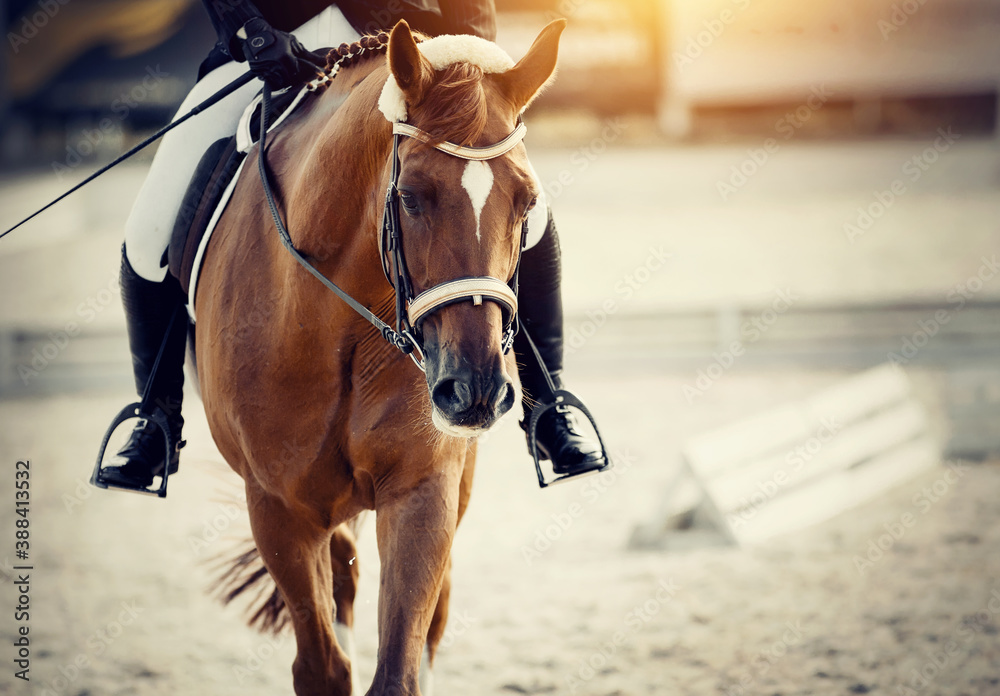 Obraz premium Equestrian sport. The leg of the rider in the stirrup, riding on a red horse.