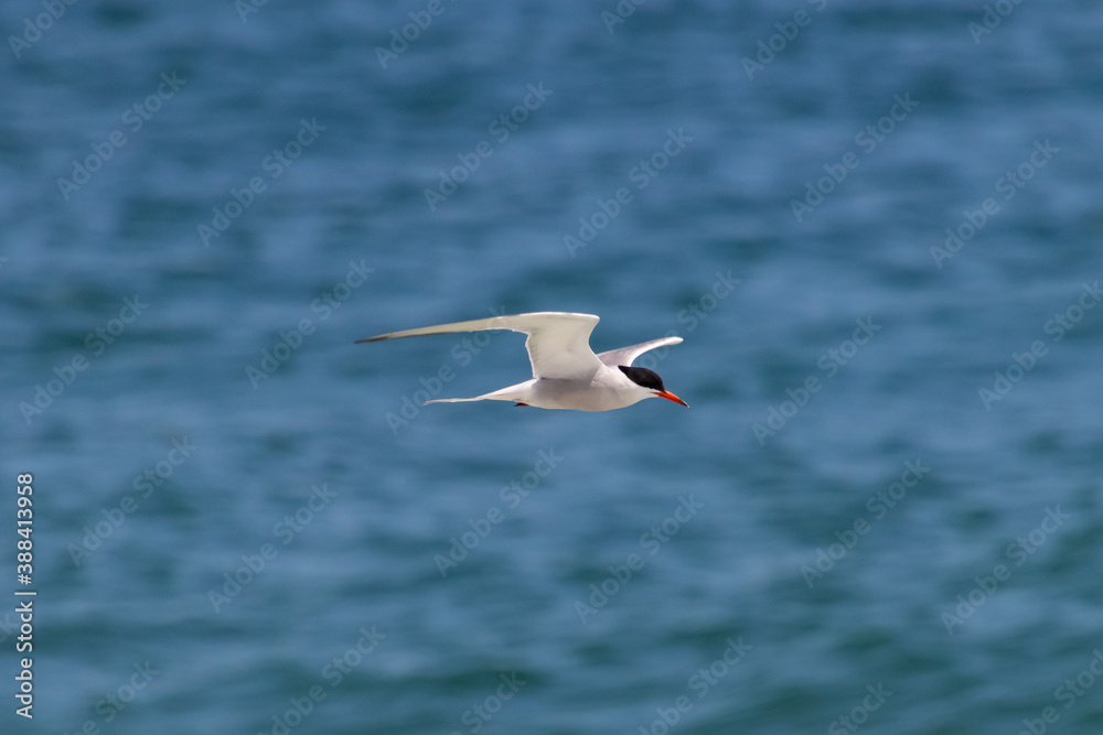 A common tern (Sterna hirundo) flies over the water along the beach, looking down, hunting for fish A common tern (Sterna hirundo) flies over the water along the beach, looking down, hunting for fish