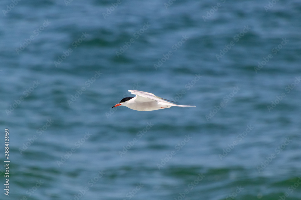A common tern (Sterna hirundo) flies over the water along the beach, looking down, hunting for fish A common tern (Sterna hirundo) flies over the water along the beach, looking down, hunting for fish