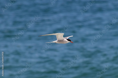 A common tern (Sterna hirundo) flies over the water along the beach, looking down, hunting for fish