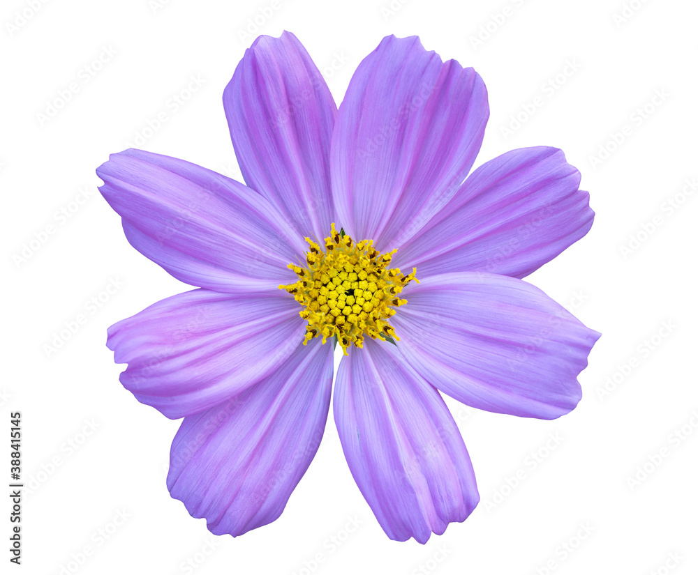 blue cosmos flower isolated on white with clipping path