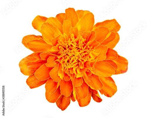 Fototapeta Naklejka Na Ścianę i Meble -  Orange Marigold flower (Tagetes erecta) isolated on white background with clipping path
