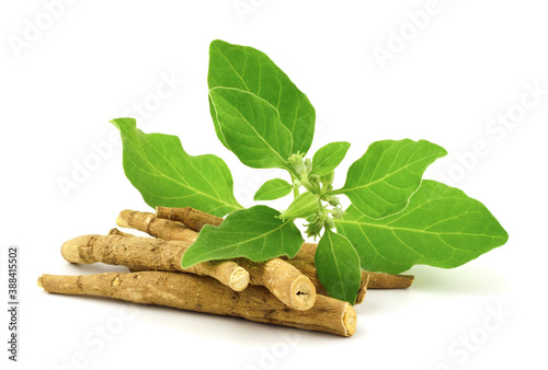 Ashwagandha Dry Root Medicinal Herb with Fresh Leaves, also known as Withania Somnifera, Ashwagandha, Indian Ginseng, Poison Gooseberry, or Winter Cherry. Isolated on White Background. photo