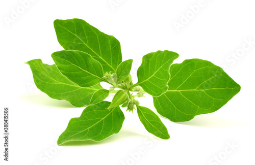 Ashwagandha Fresh Green Leaves on the Stem, Medicinal Herb Plant, also known as Withania Somnifera, Ashwagandha, Indian Ginseng, Poison Gooseberry, or Winter Cherry. Isolated on White Background.