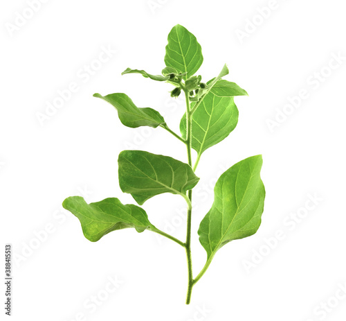Ashwagandha Fresh Green Leaves on the Stem, Medicinal Herb Plant, also known as Withania Somnifera, Ashwagandha, Indian Ginseng, Poison Gooseberry, or Winter Cherry. Isolated on White Background.