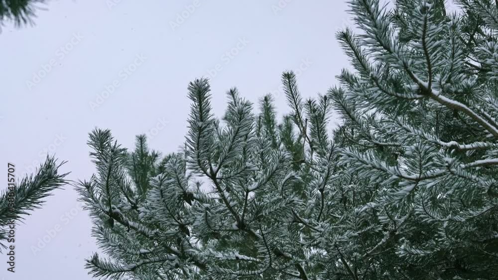 Snowflakes falling on pine tree branches in winter, close up, white background Snowflakes falling on pine tree branches in winter, close up, white background