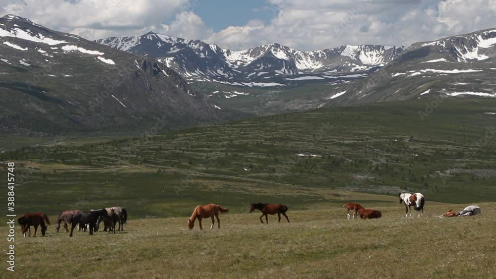 horses graze in the meadow and eat grass in a beautiful meadow against the background of mountains and mountain peaks covered with snow and against the background of beautiful clouds and sky horses graze in the meadow and eat grass in a beautiful meadow against the background of mountains and mountain peaks covered with snow and against the background of beautiful clouds and sky