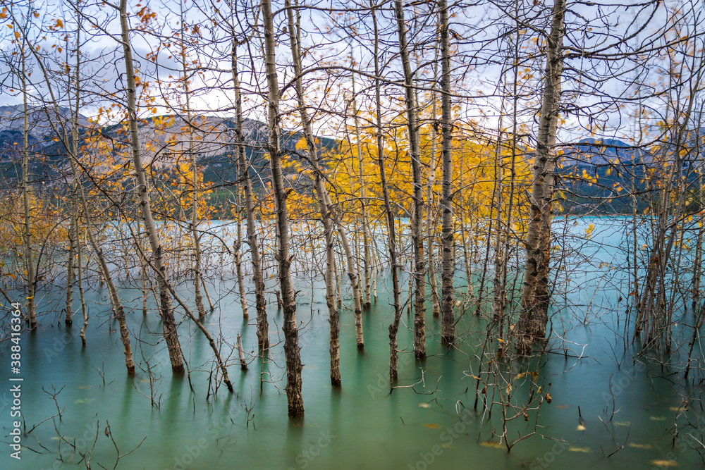 Dried Birch Branches and fallen golden foliage on the emerald green water surface. Scenery view at Abraham lake shore in autumn season. Jasper National Park, Alberta, Canada. Dried Birch Branches and fallen golden foliage on the emerald green water surface. Scenery view at Abraham lake shore in autumn season. Jasper National Park, Alberta, Canada.