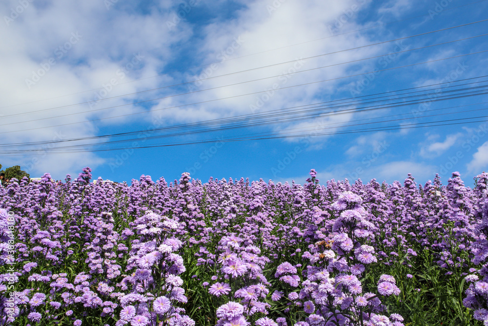 Obraz premium Purple margaret flowers blooming on the mountain in the morning