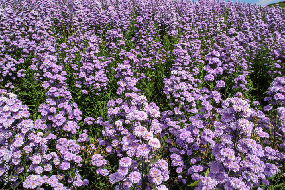 Purple margaret flowers blooming on the mountain in the morning Purple margaret flowers blooming on the mountain in the morning