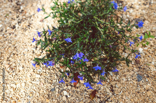 Lithodora Diffusa plant with blue flowers outdoor in sunny backyard photo