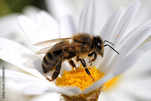 Close-up of Western Honey Bee (Apis mellifera) on white daisy, South Australia