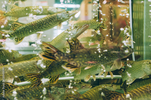 The fish swims in the aquarium in the supermarket.