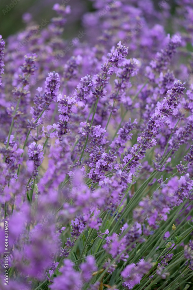 Fototapeta premium Blooming lavender in Crimea