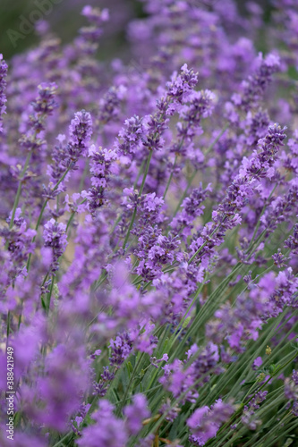 Blooming lavender in Crimea