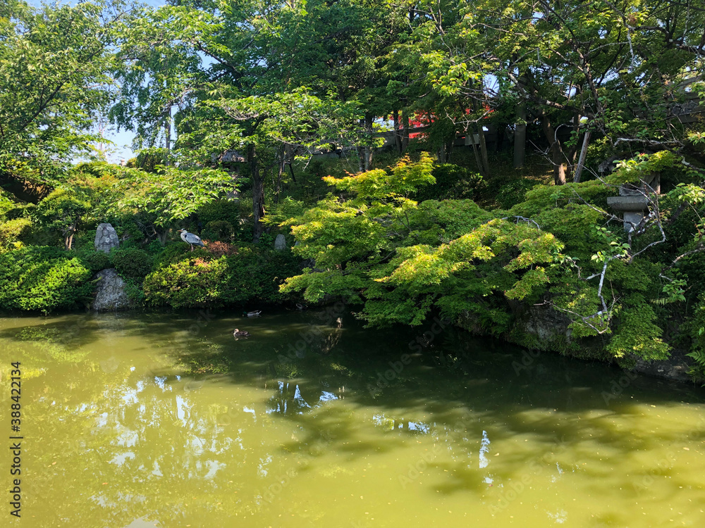 pond in the park pond in the park