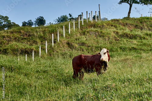 Cattle in meadow, in rural countryside. Cattle Farm, with braford cattle, brahman, cinefoult, girolando. photo