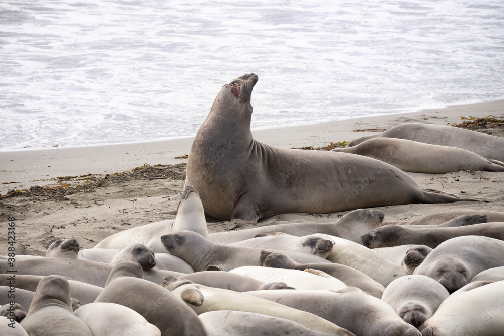 Fototapeta premium Huge male California Elephant Seal