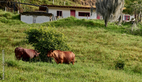 Cattle in meadow, in rural countryside. Cattle Farm, with braford cattle, brahman, cinefoult, girolando. photo