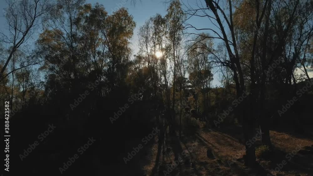 Aerial dolly shot of sunlight in the forest trucking right Aerial dolly shot of sunlight in the forest trucking right