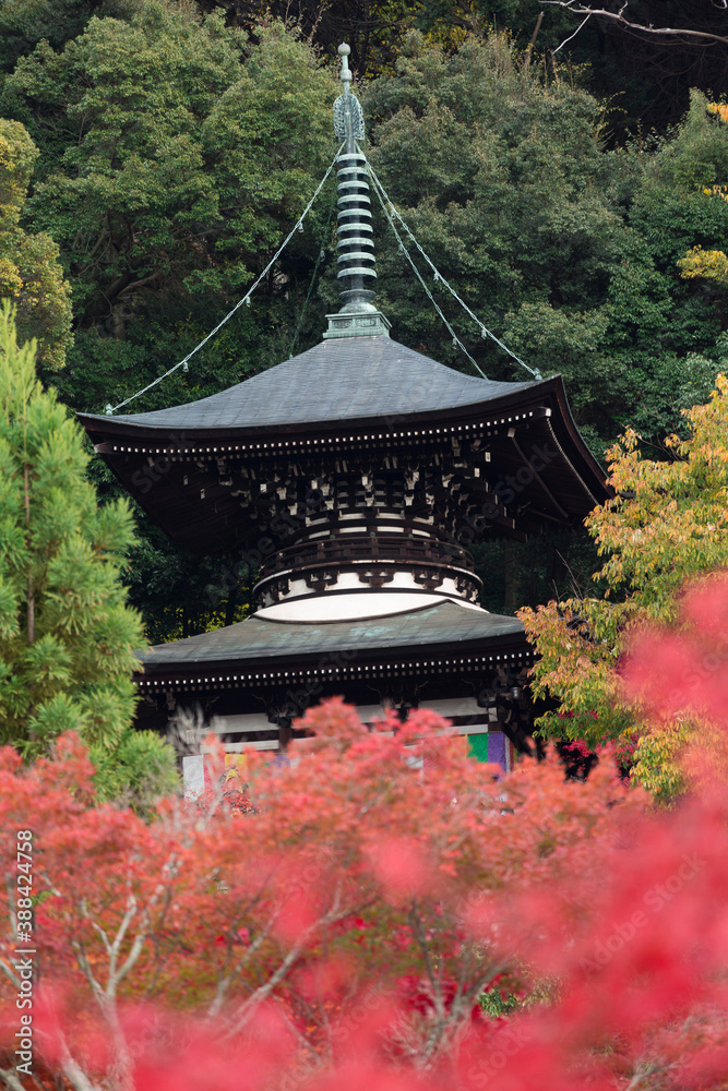Obraz premium 永観堂多宝塔と紅葉