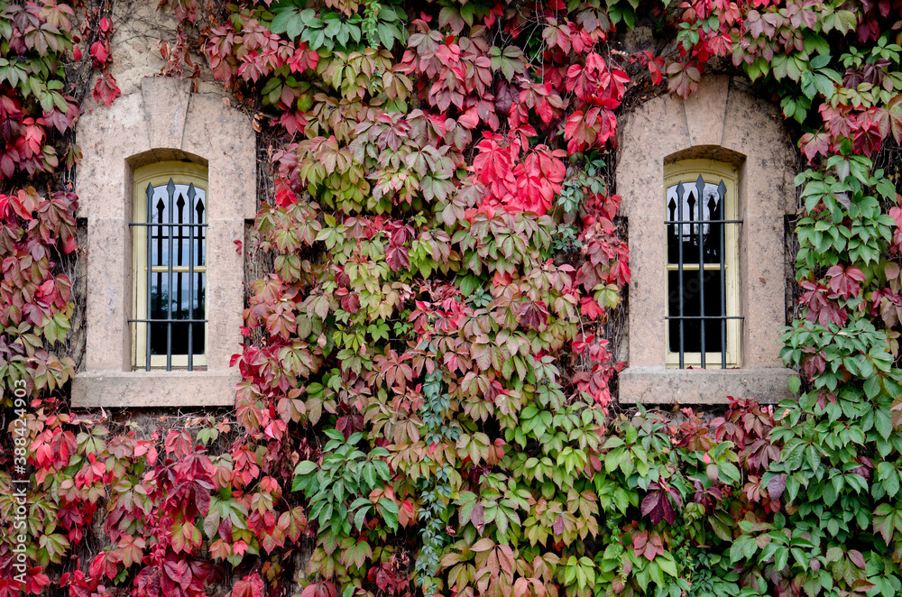 wall covered with colored vines