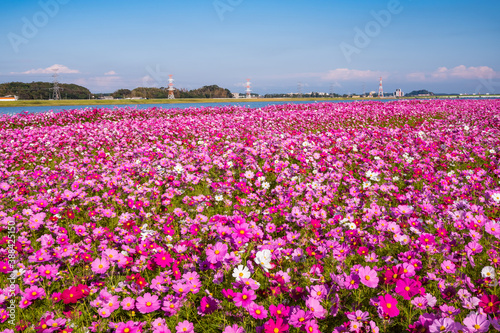 Wallpaper Mural 水巻町コスモス園 Torontodigital.ca