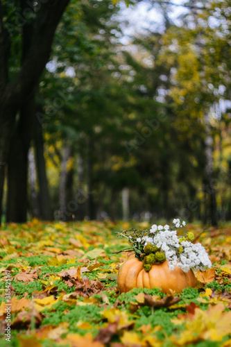 The pumpkin in the autumn park