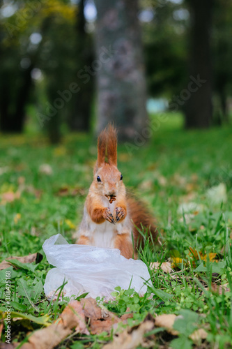 The red squirrel in the city park.