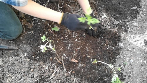 work on the land plot. Planting a young sprout.