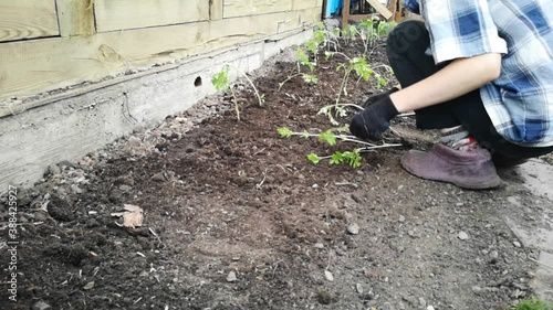 work on the land plot. Planting a young sprout.