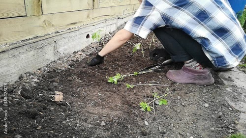 work on the land plot. Planting a young sprout.
