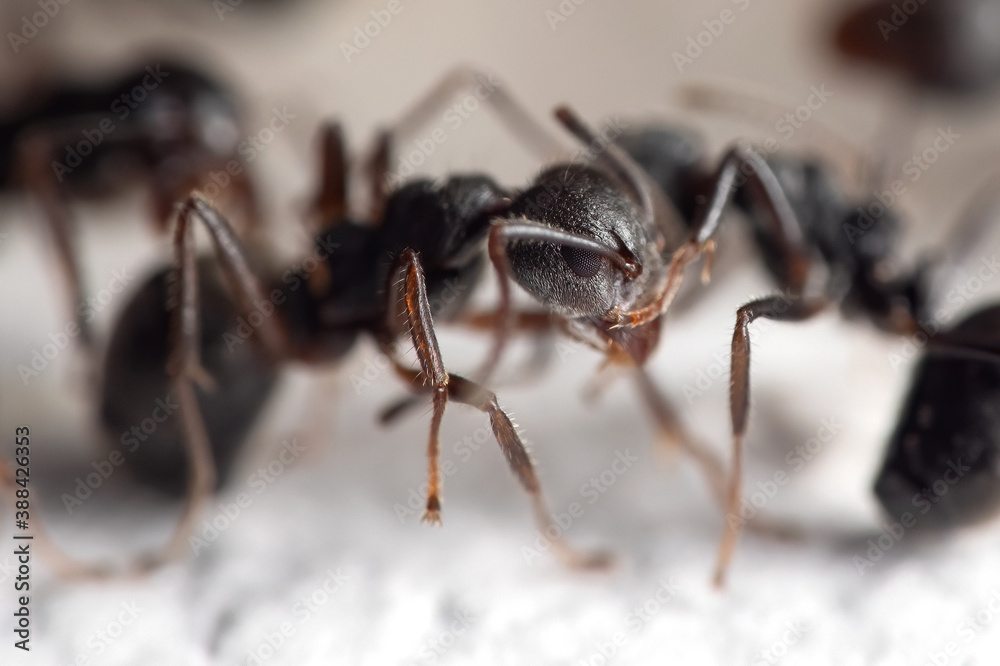 Macro Photo of Black Ant is Sitting on White Floor