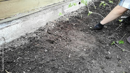 work on the land plot. Planting a young sprout.