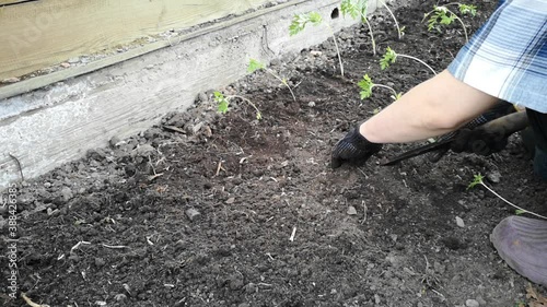 work on the land plot. Planting a young sprout
